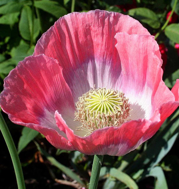 Poppy Giganthemum WCS Seeds