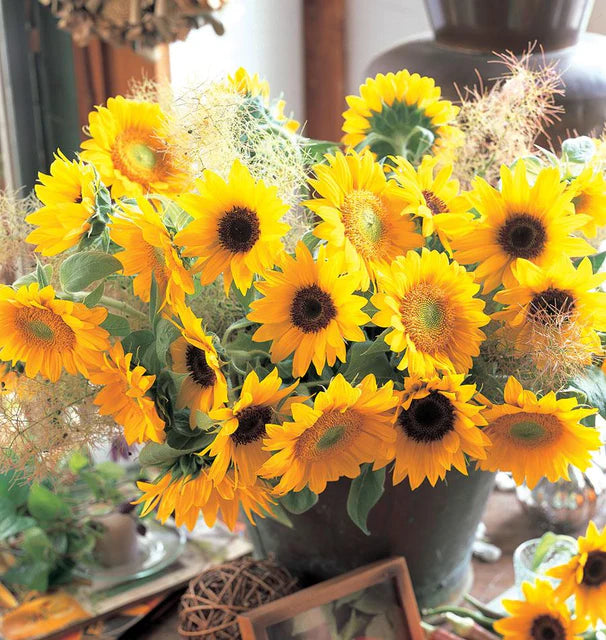 Sunflowers Sunrich Blend WCS Seeds
