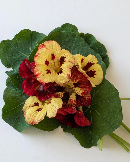 Nasturtiums Bloody Mary WCS Seeds