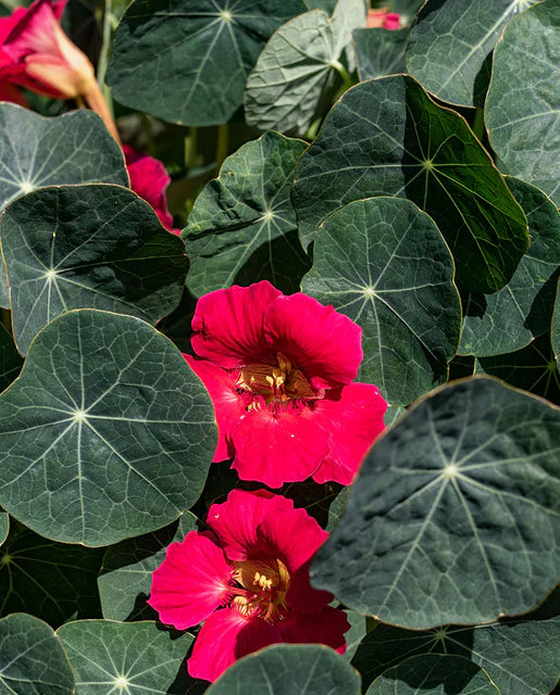 Nasturtiums Baby Rose WCS Seeds