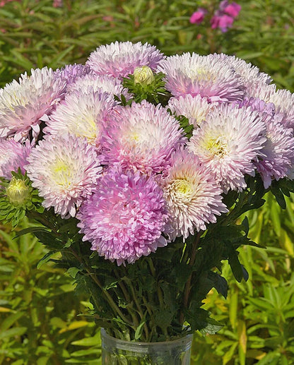 Aster King Size Appleblossom WCS Seeds