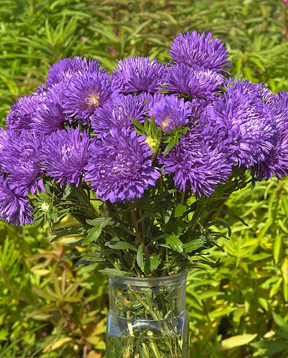 Aster King Size Mid-Blue WCS Seeds