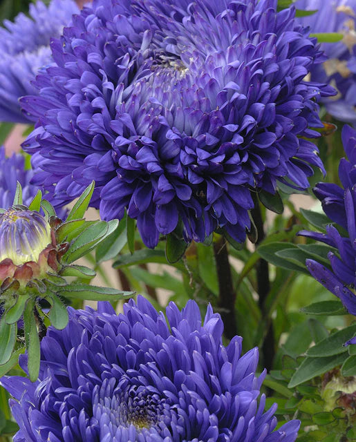 Aster King Size Mid-Blue WCS Seeds