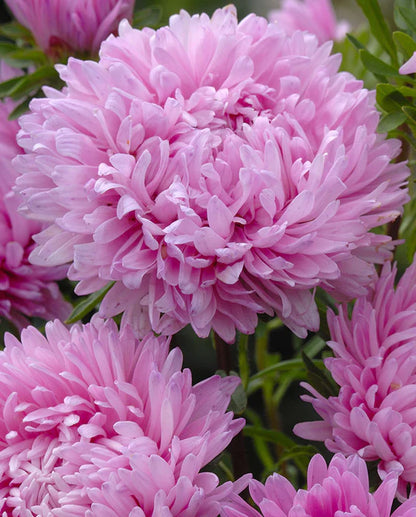 Aster King Size Pink WCS Seeds