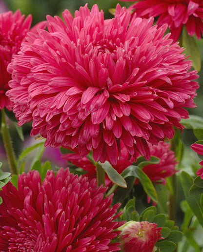 Aster King Size Red WCS Seeds