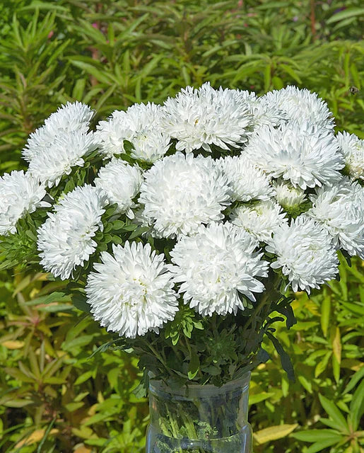 Aster King Size White WCS Seeds