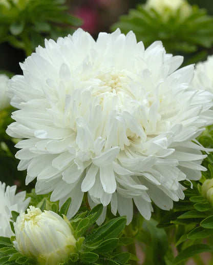 Aster King Size White WCS Seeds