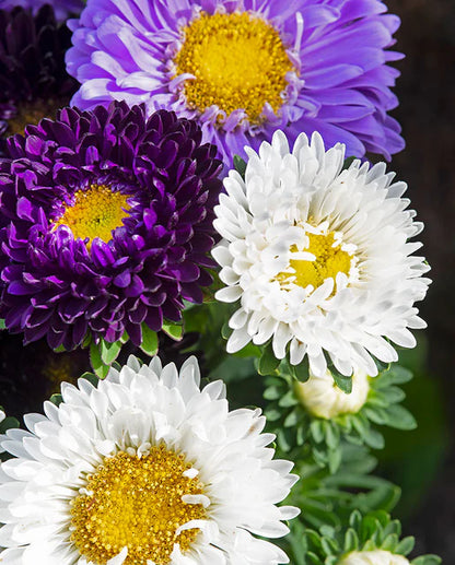 Aster The Blues Mix WCS Seeds