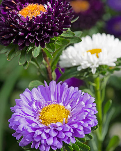 Aster The Blues Mix WCS Seeds