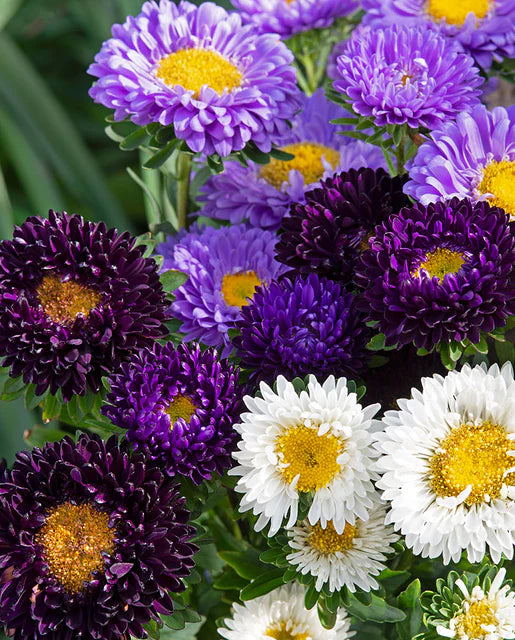 Aster The Blues Mix WCS Seeds