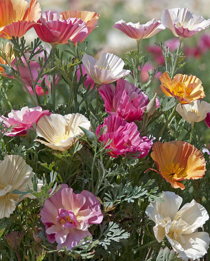 Poppies California Thai Silk Formula Mix WCS Seeds