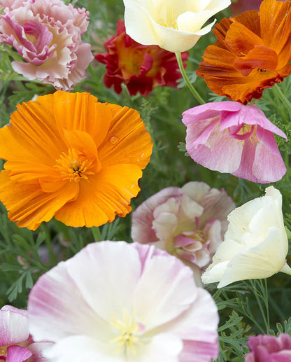 Poppies California Thai Silk Formula Mix WCS Seeds