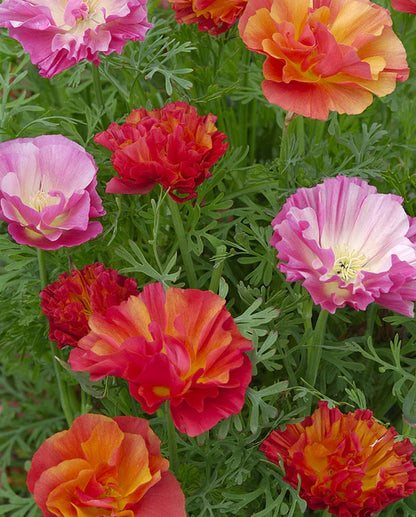 Poppies California XL Jelly Beans WCS Seeds