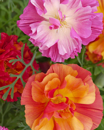 Poppies California XL Jelly Beans WCS Seeds