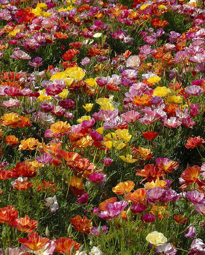 Poppies California XL Jelly Beans WCS Seeds