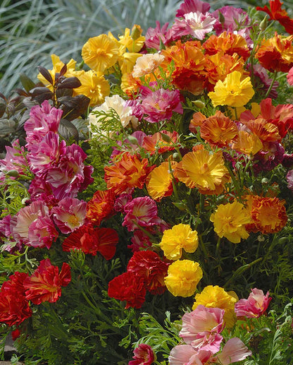 Poppies California XL Jelly Beans WCS Seeds