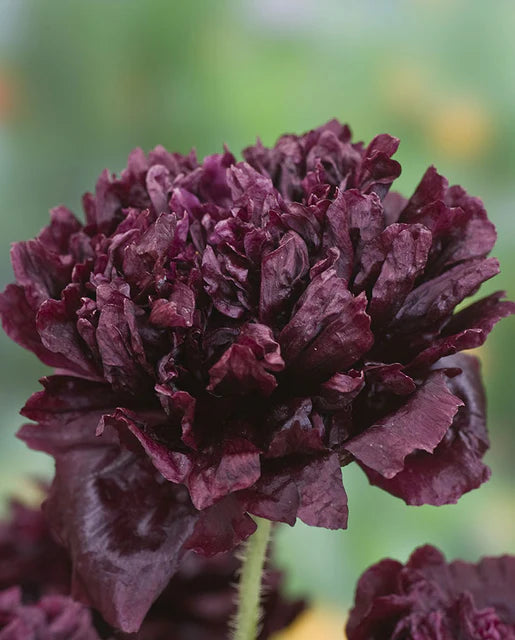 Poppies Black Peony WCS Seeds