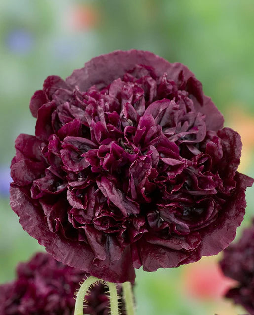 Poppies Black Peony WCS Seeds