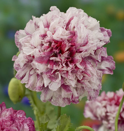 Poppy Flemish Antique Peony WCS Seeds