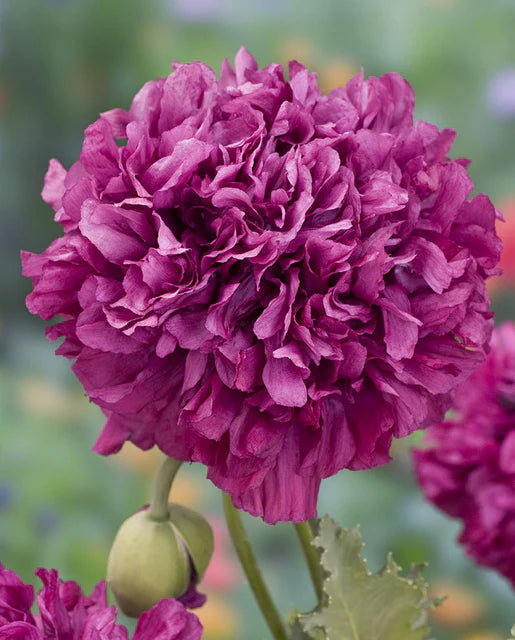 Poppies Purple Peony WCS Seeds