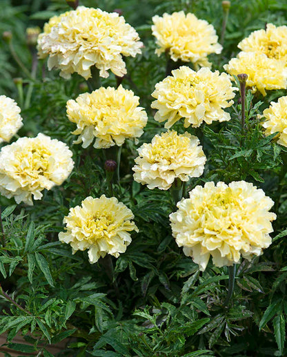 Marigolds Sugar and Spice White WCS Seeds