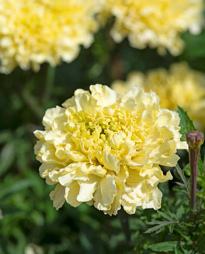 Marigolds Sugar and Spice White WCS Seeds