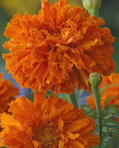 Marigolds Kees' Orange WCS Seeds