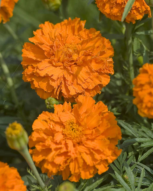 Marigolds Kees' Orange WCS Seeds