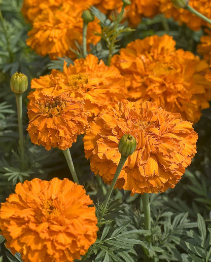 Marigolds Kees' Orange WCS Seeds