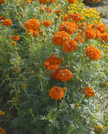 Marigolds Kees' Orange WCS Seeds