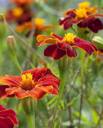 Marigolds Linnaeus Burning Embers WCS Seeds