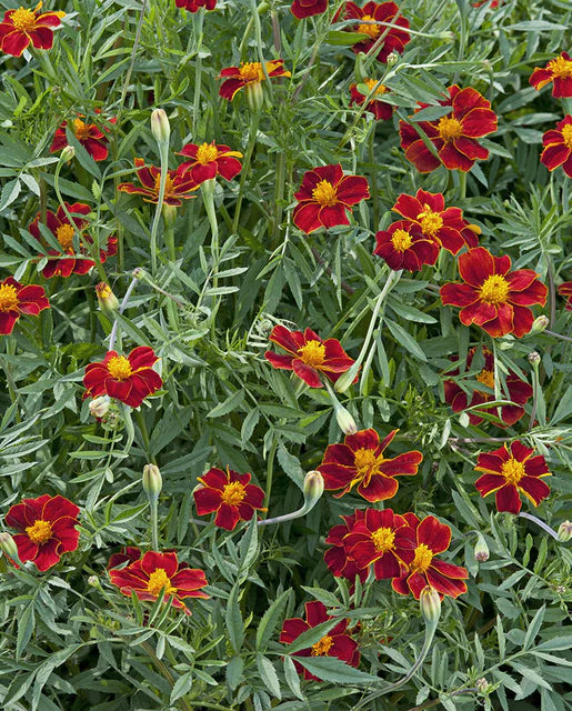 Marigolds Linnaeus Burning Embers WCS Seeds