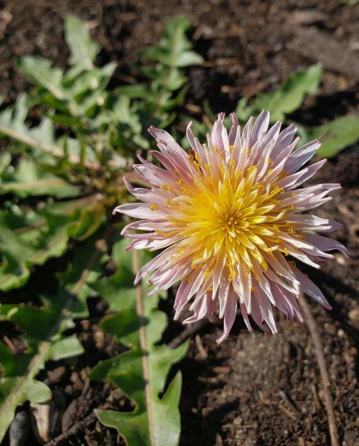 Dandelion Pink WCS Seeds