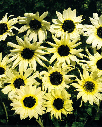 Sunflower Italian White WCS Seeds