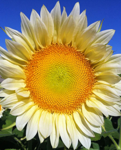 Sunflower ProCut White Lite WCS Seeds