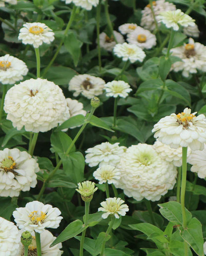 Zinnias Oklahoma Ivory WCS Seeds