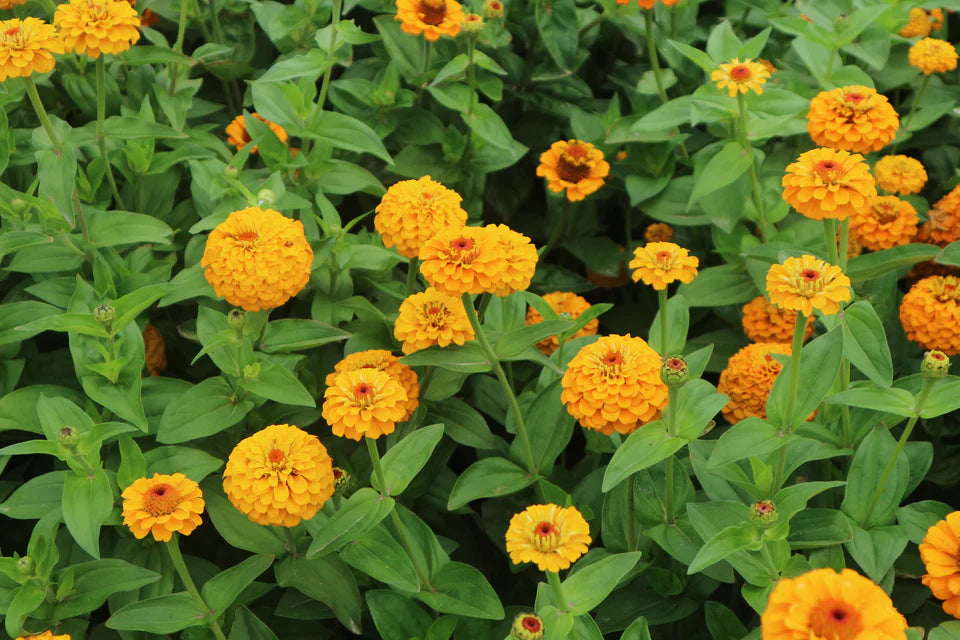 Zinnia Oklahoma Yellow WCS Seeds