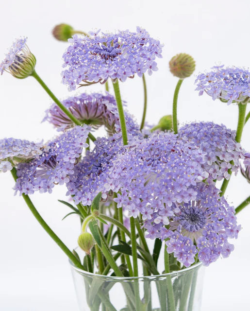 Didiscus Lace Blue WCS Seeds