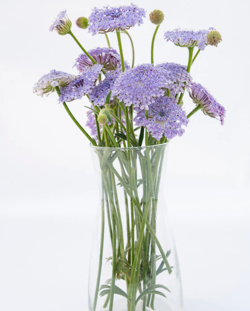 Didiscus Lace Blue WCS Seeds