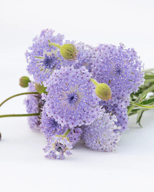 Didiscus Lace Blue WCS Seeds