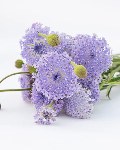Didiscus Lace Blue WCS Seeds