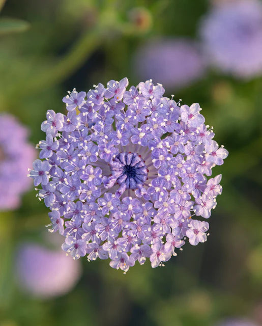 Didiscus Lace Blue WCS Seeds