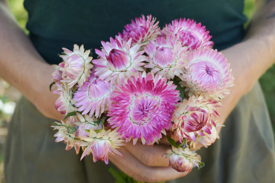 Strawflower Silvery Rose WCS Seeds