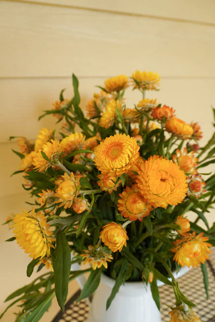 Strawflower Golden Yellow WCS
