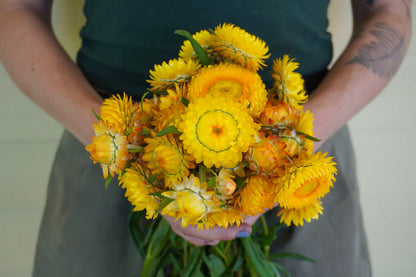 Strawflower Golden Yellow WCS
