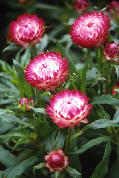 Strawflower Bright Rose WCS