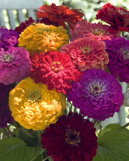 Zinnias Benary's Giant Mix WCS Seeds