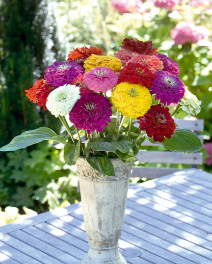 Zinnias Benary's Giant Mix WCS Seeds