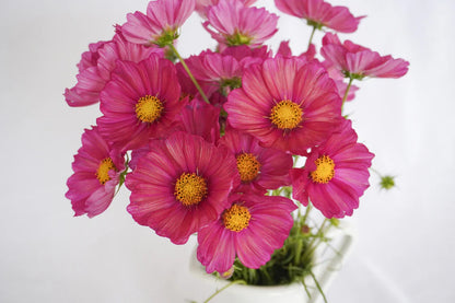 Cosmos Xsenia WCS Seeds