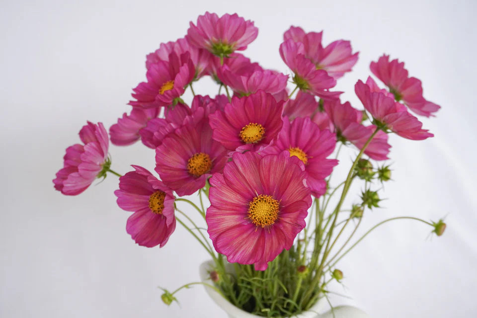 Cosmos Xsenia WCS Seeds
